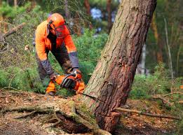 Best Lawn Renovation and Restoration  in Mojave, CA