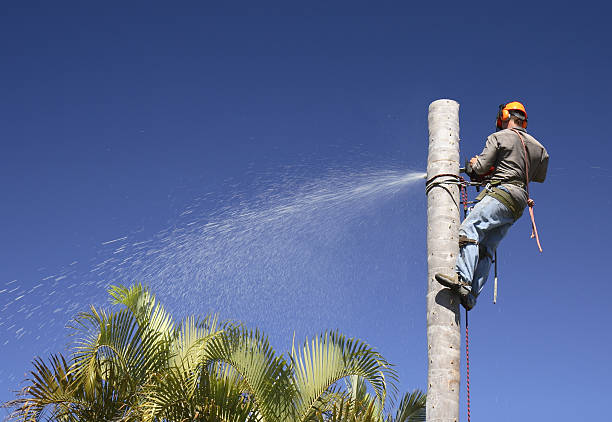 Best Seasonal Cleanup (Spring/Fall)  in Mojave, CA