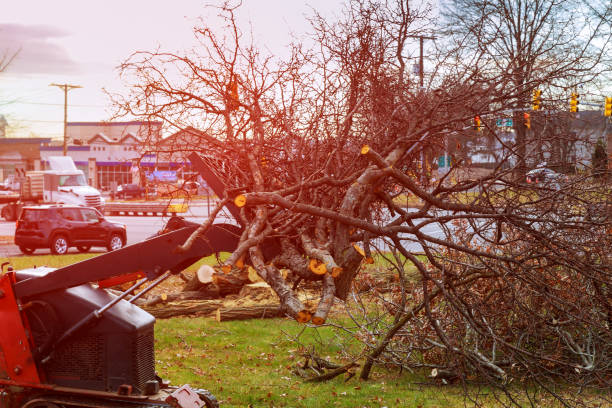 Best Tree Disease Treatment  in Mojave, CA