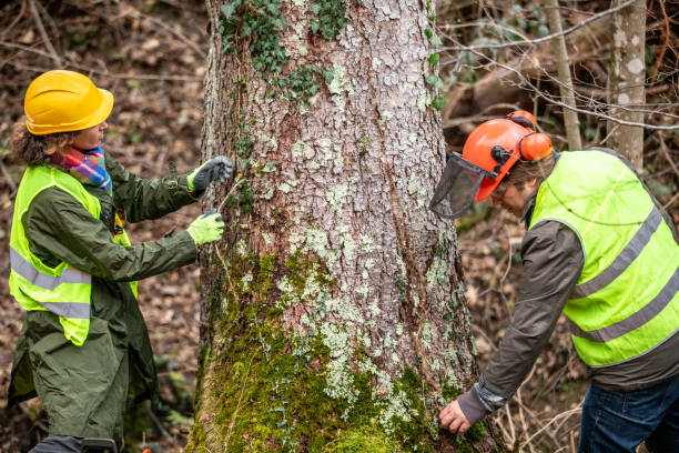 Reliable Mojave, CA Tree Care Solutions