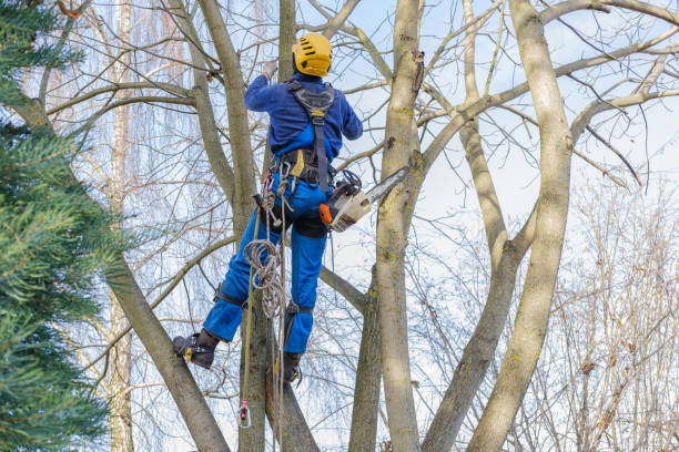 Best Tree Health Inspection  in Mojave, CA