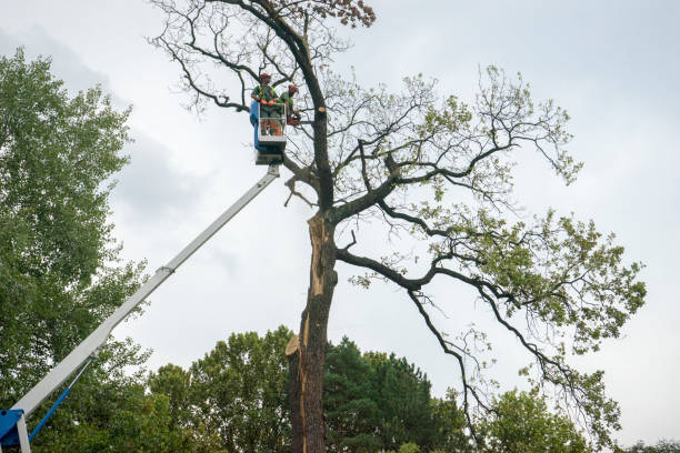 Best Storm Damage Tree Cleanup  in Mojave, CA