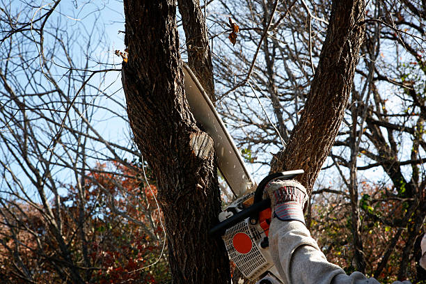 Best Root Management and Removal  in Mojave, CA