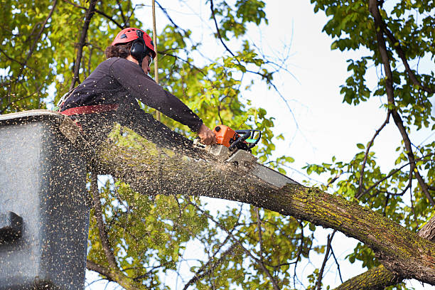 Best Emergency Tree Removal  in Mojave, CA