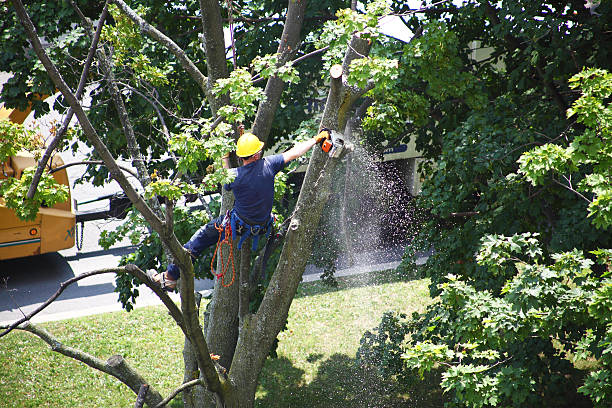 Best Fruit Tree Pruning  in Mojave, CA