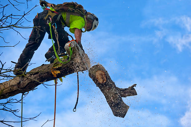 Best Firewood Processing and Delivery  in Mojave, CA