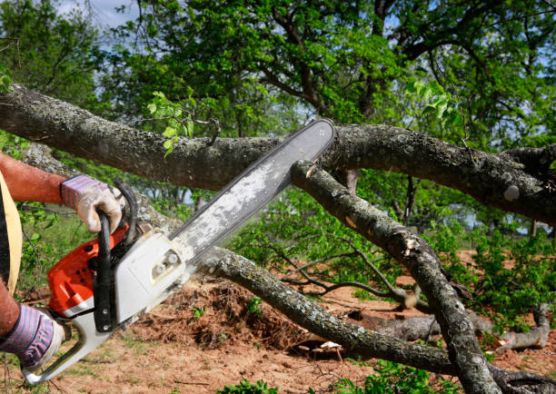 How Our Tree Care Process Works  in  Mojave, CA